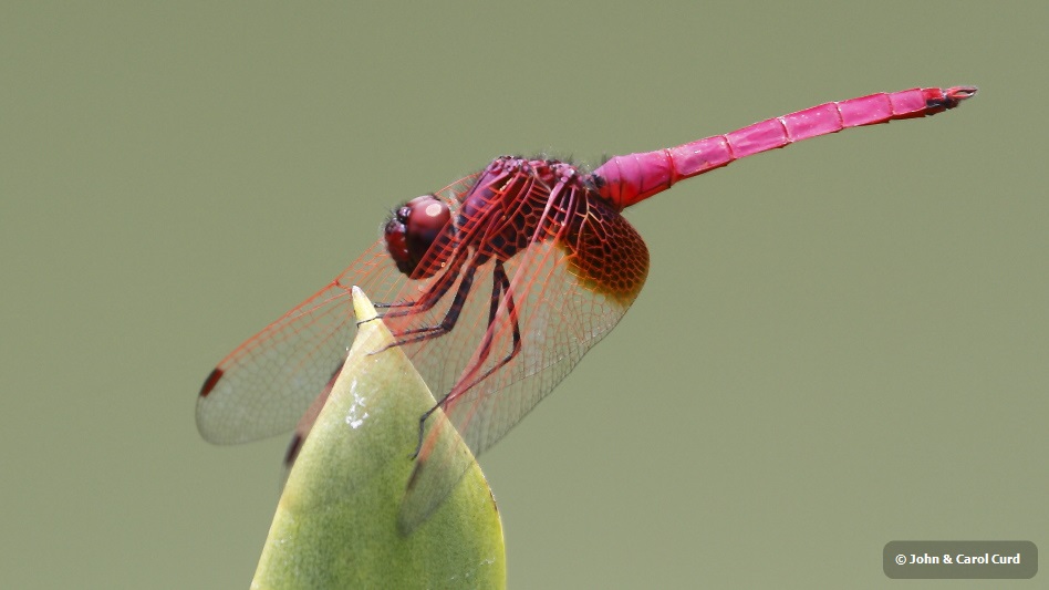 J01_1984 Trithemis aurora male.JPG